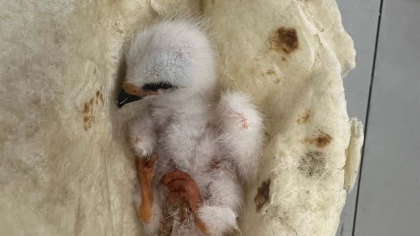 ‘Only in Texas’: Family rescues baby bird with warm tortilla