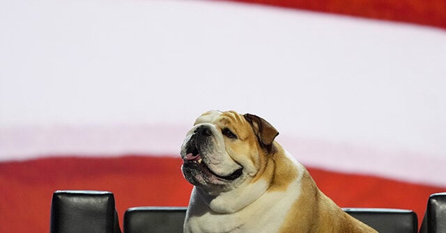 West Virginia Gov. Jim Justice's 'Baby Dog' Steals Show at the RNC