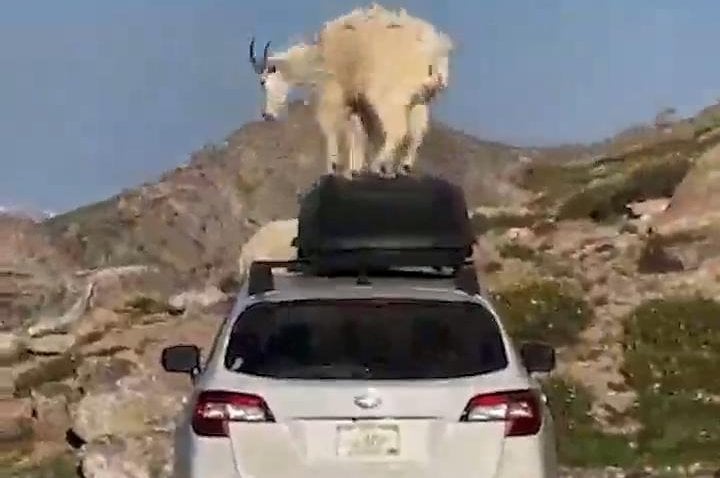 Goats trample parked SUV on Colorado mountain