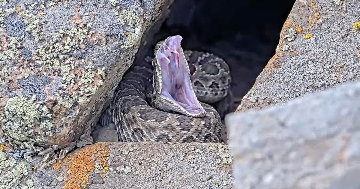 Project RattleCam is a live stream of hundreds of rattlesnakes