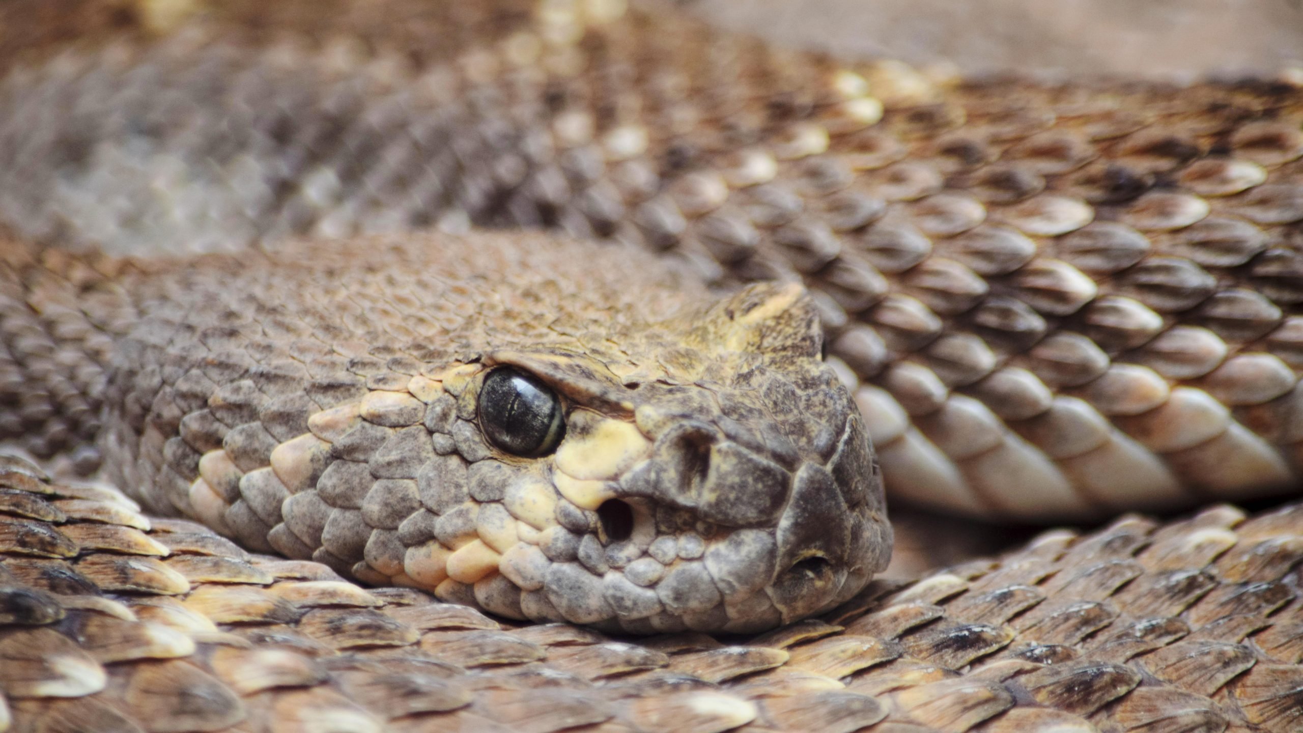 Scientists set up cameras in a 2000-strong rattlesnake pit