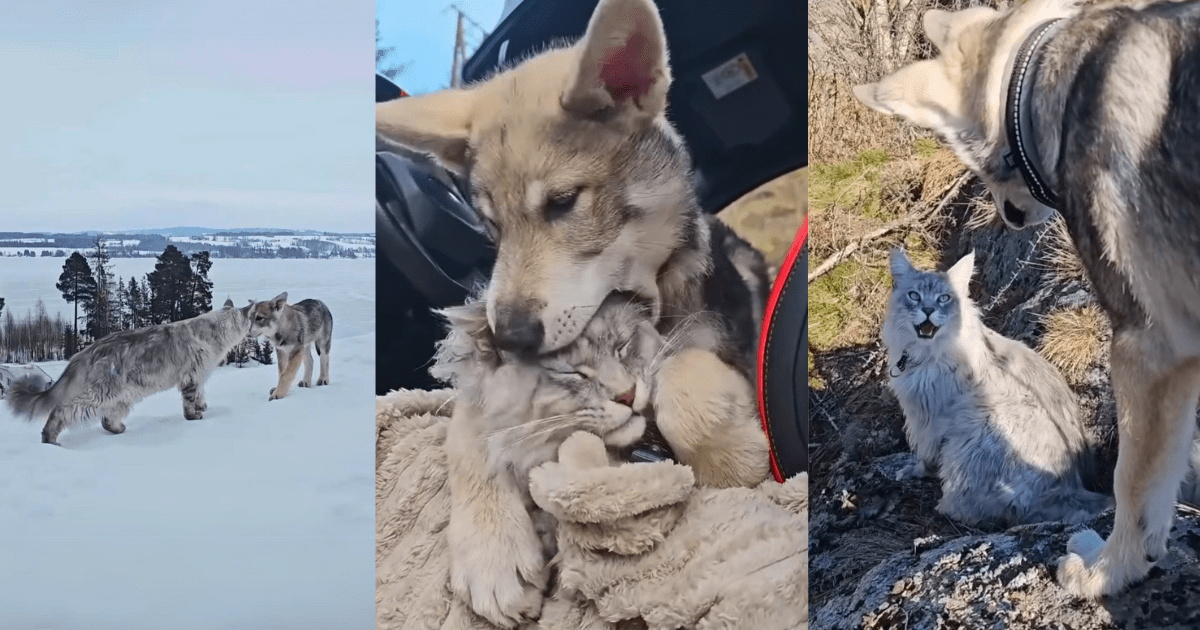 Maine Coon Finds Wild Wolf Pup Alone and Convinces Mom to Adopt Him, The Dynamic Duo Adventure Together While The Cute Kitty Turns Into His Loving Big Sister (Video)