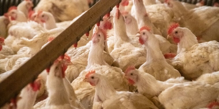 Five people infected as bird flu appears to go from cows to chickens to humans