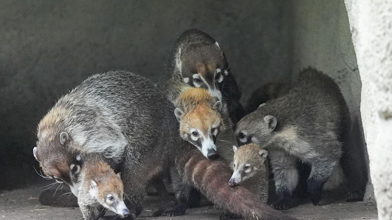 Tiere: Nachwuchs bei Hagenbeck - Jungtiere erkunden ihr Gehege