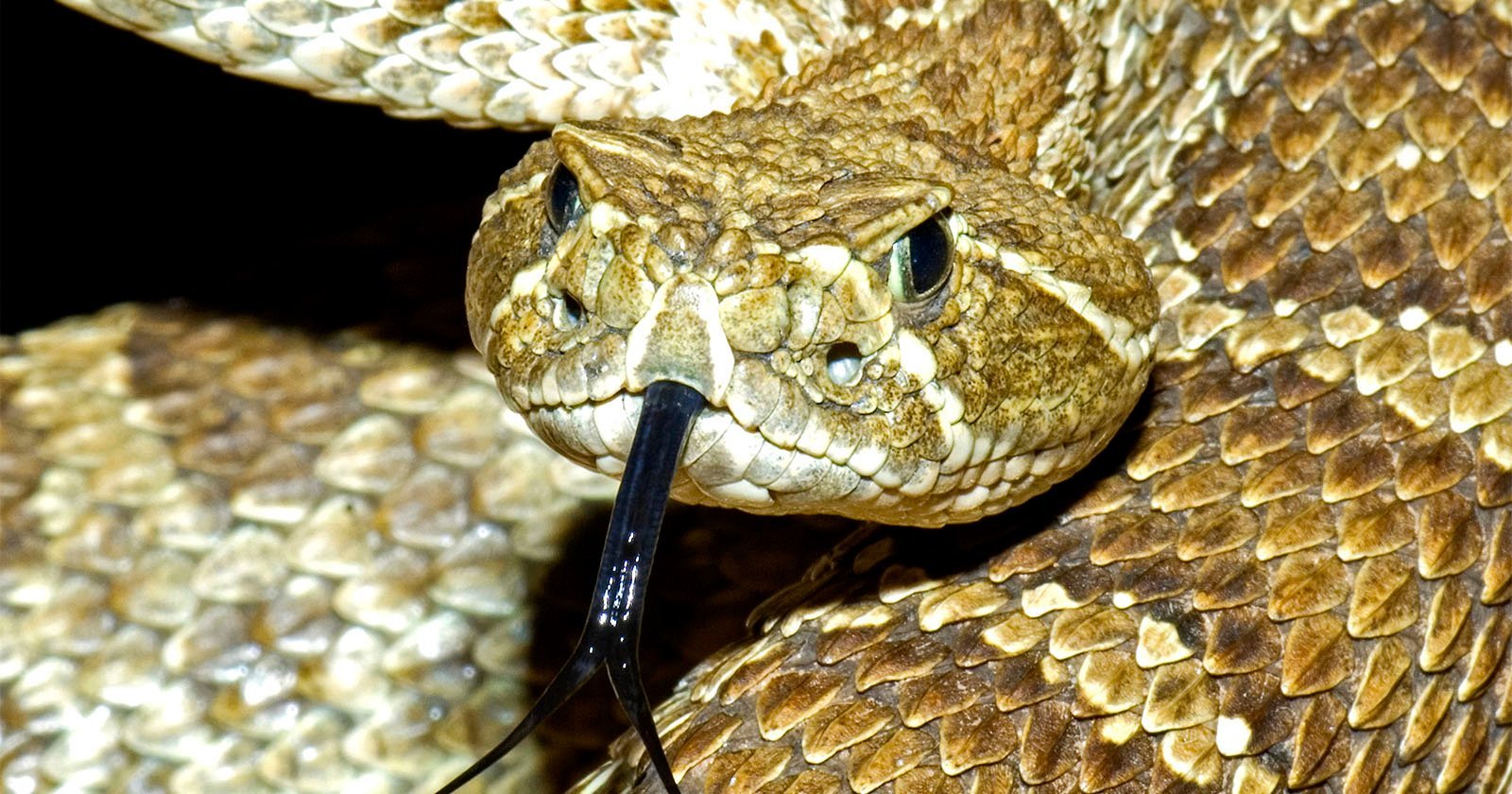 ‘RattleCam’ Live Stream Excites Rattlesnake Enthusiasts Worldwide