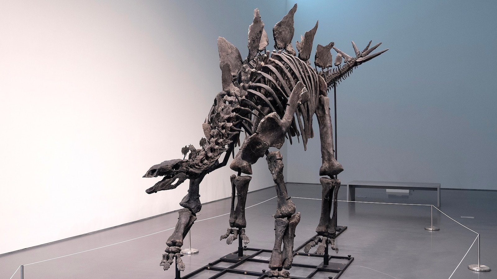 Stegosaurus skeleton, nicknamed 'Apex,' sells for record $44.6M at Sotheby's auction