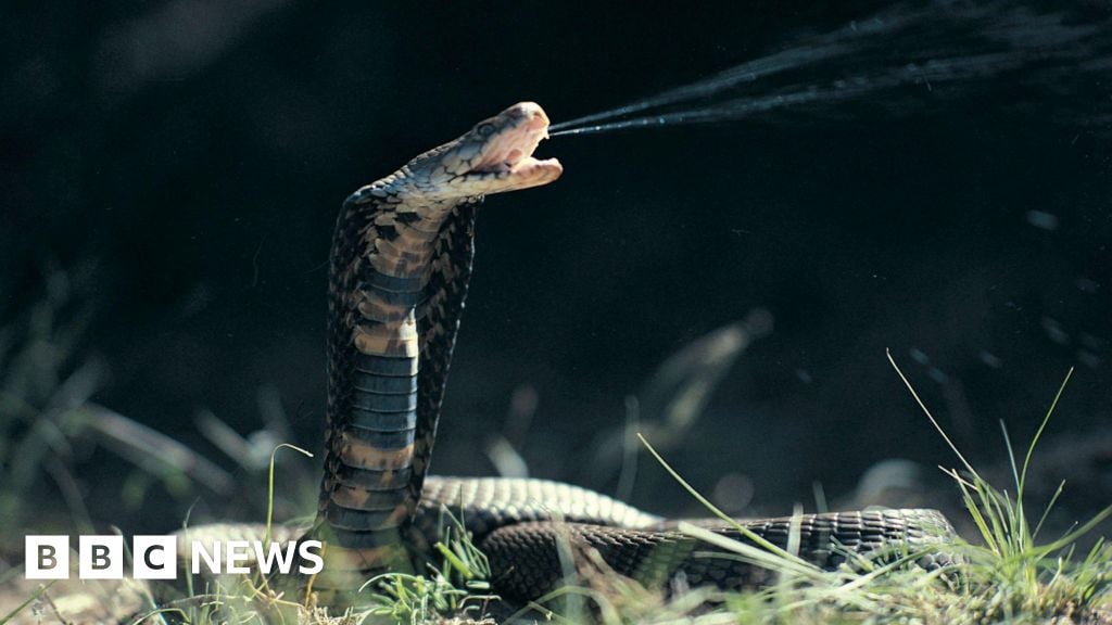 Common blood-thinning drug neutralises cobra venom