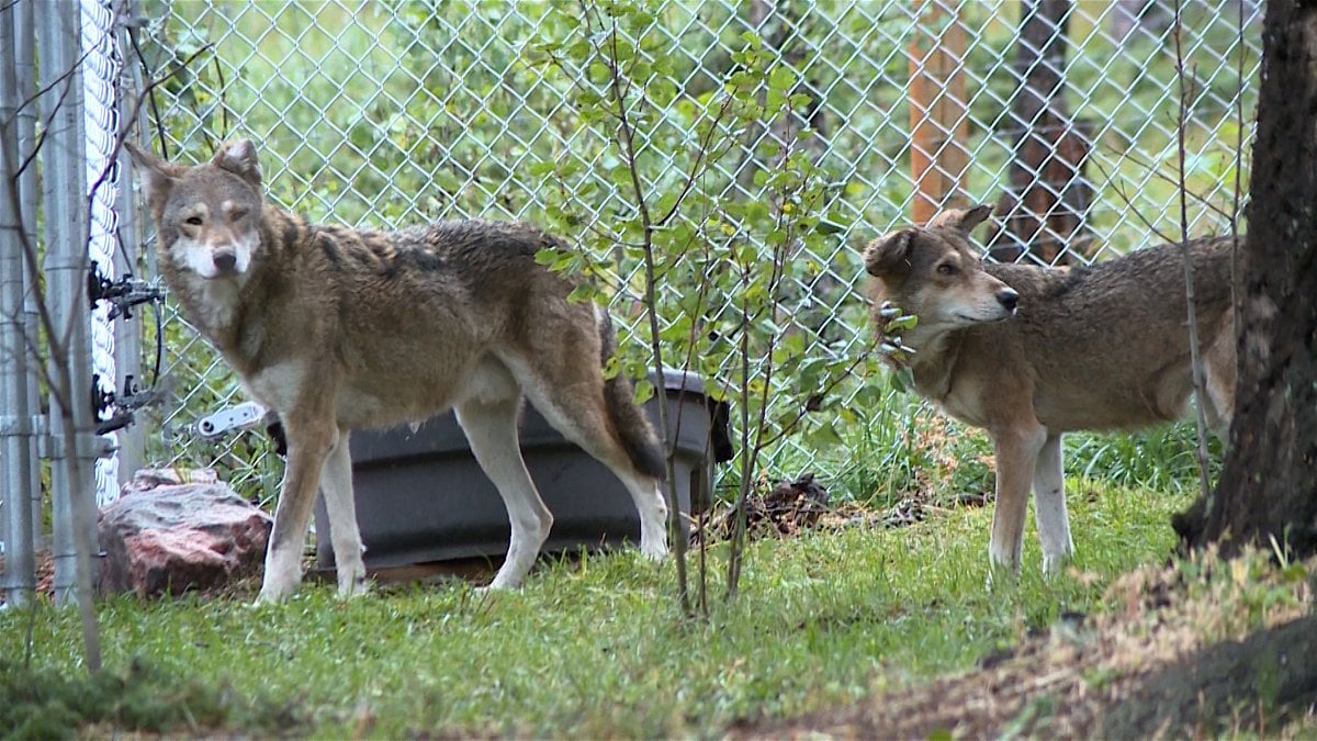 2 more wolf kills confirmed in Colorado