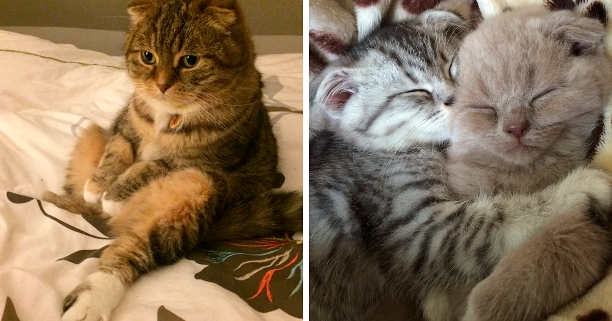 80 Adorable Scottish Fold Cats That Might Make You Go “Aww”
