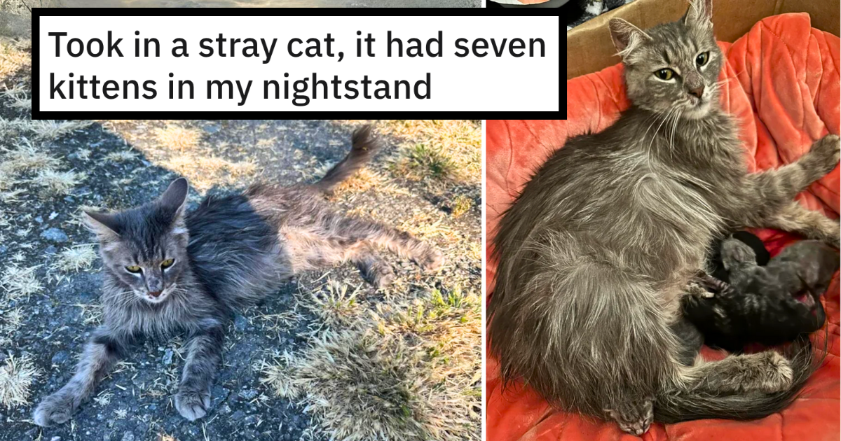 Cat Lover Rescues Stray Maine Coon on the Verge of Giving Birth, Wakes Up to Find Wholesome Mom Gave Birth to 7 Healthy Kittens In Her Nightstand