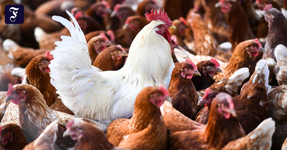 US-Gesundheitsbehörde bestätigt zwei weitere Fälle von Vogelgrippe