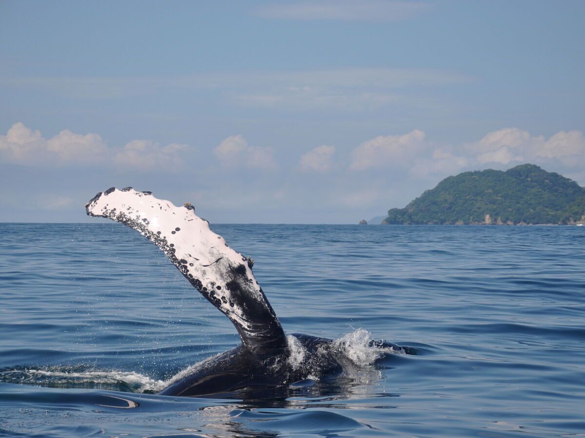 This Costa Rica Lodge Makes Sure Everyone Sees a Whale, or Gets a Free Massage