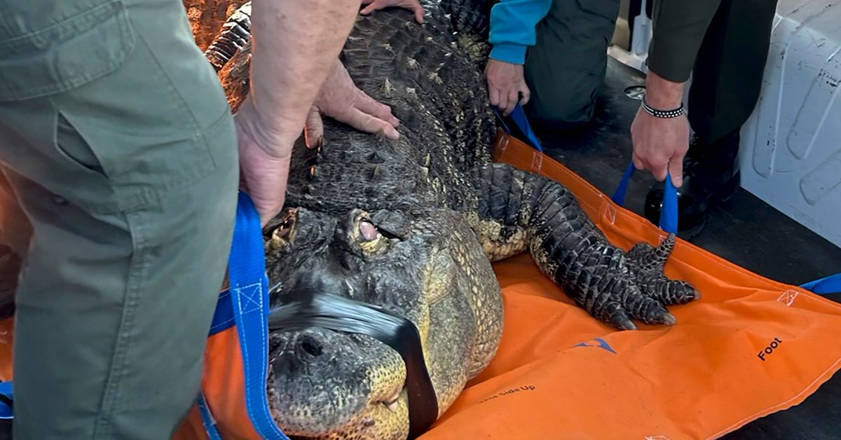 Albert the Alligator’s Owner Sues New York State Agency in Effort to Be Reunited