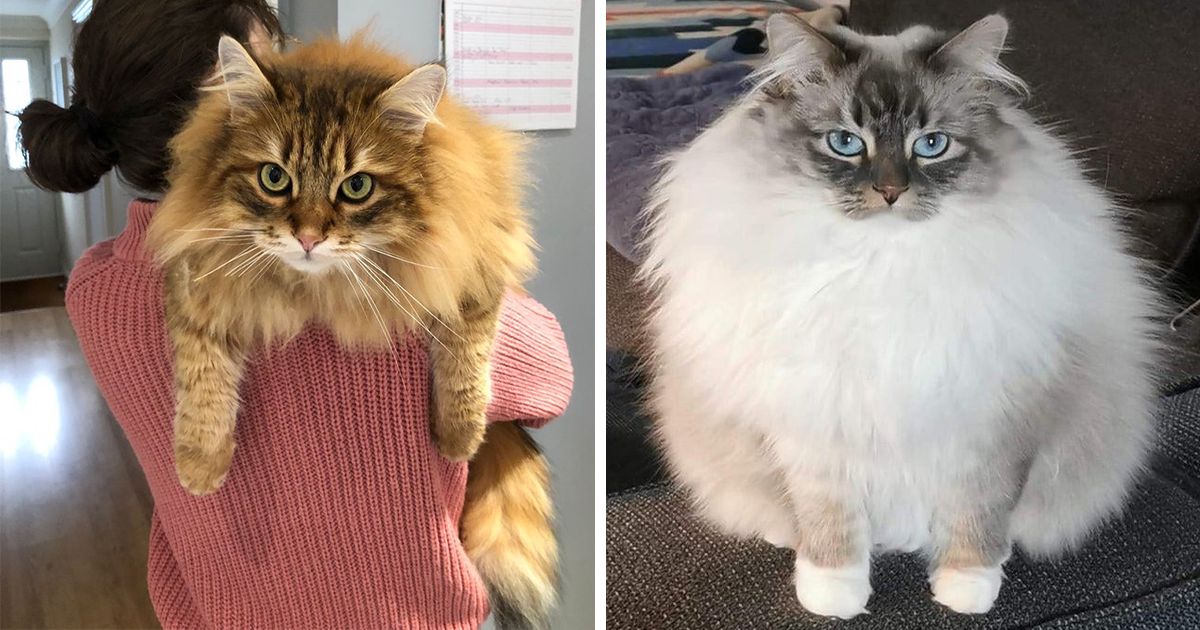 20 Fabulously Floofy Siberian Forest Felines Who Are The Cuddly Gentle Giants Of The Cat World