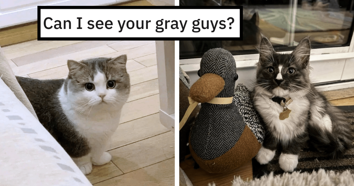 26 Fat Cats and Chonky Kittens Proving That Even the Color Grey Can Brighten Your Day