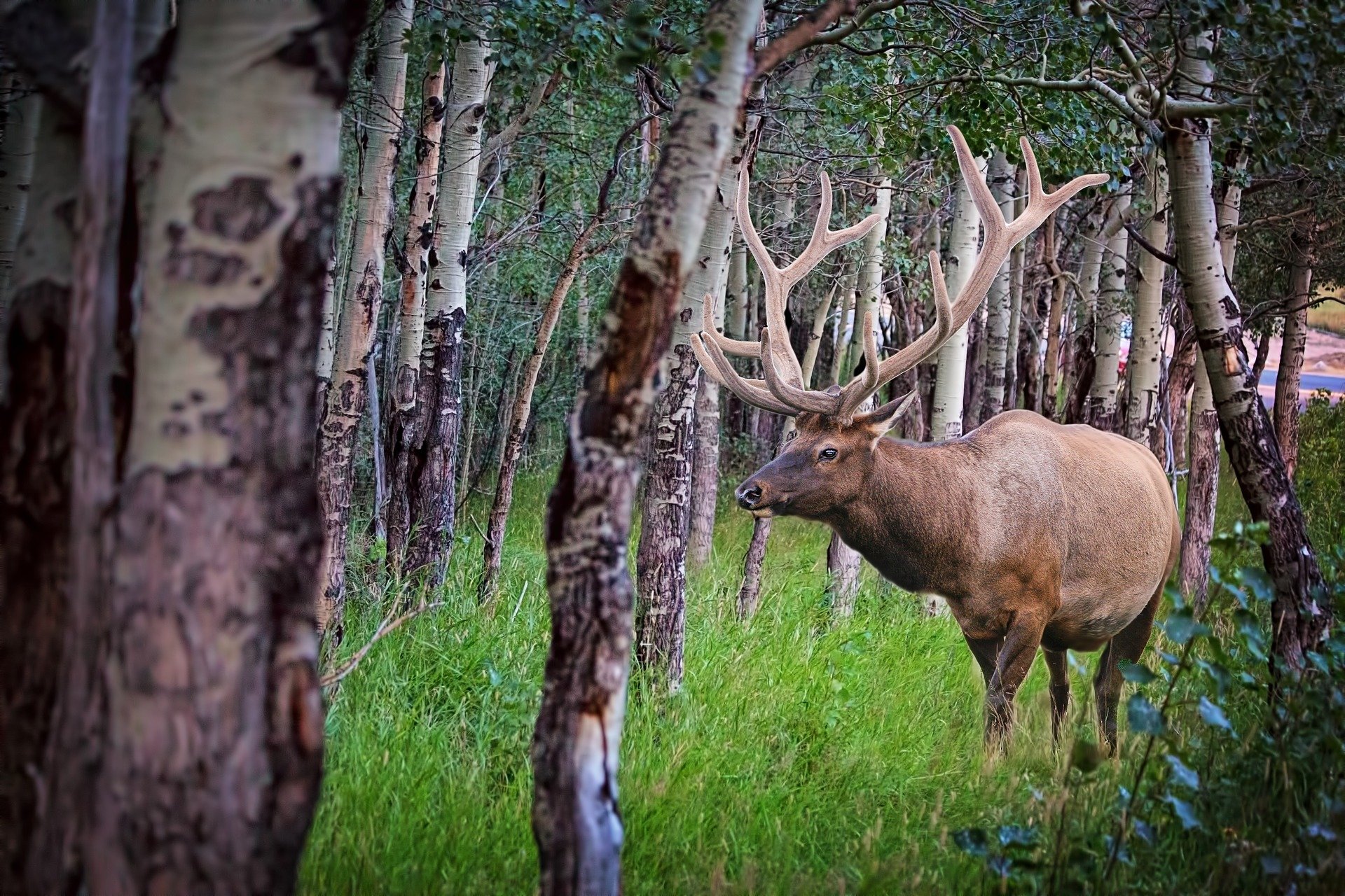 Plan to capture Minnesota elk, establish new herd gains momentum