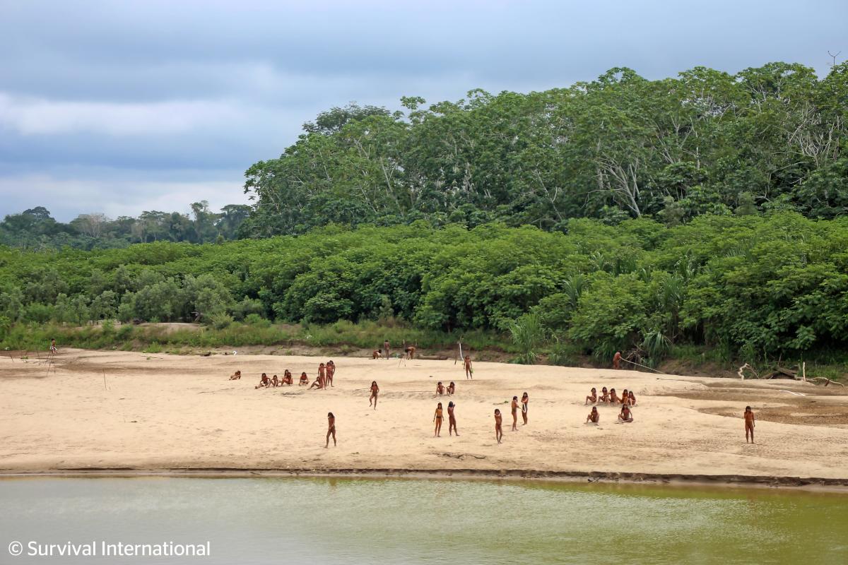 Video shows isolated Amazon tribe emerge from rain forest in Peru amid threat from loggers
