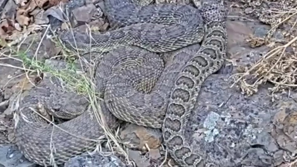 WATCH: Colorado 'mega den' houses hundreds of rattlesnakes