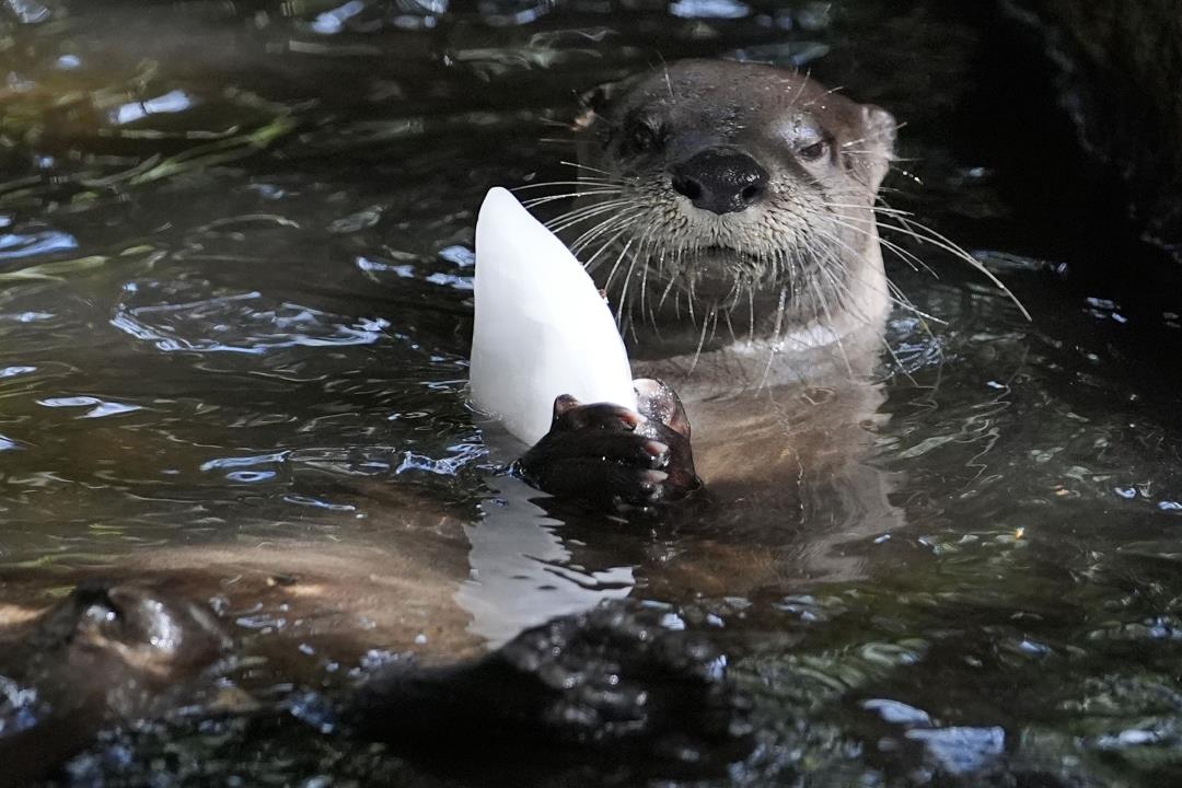 Amid Sultry Florida Temps, Zoo Animals Get Icy Relief