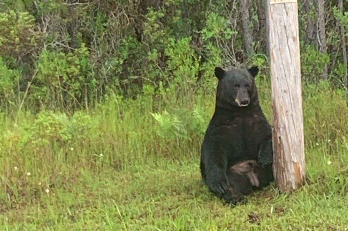 Florida sheriff's office warns against taking selfies with 'depressed' bear
