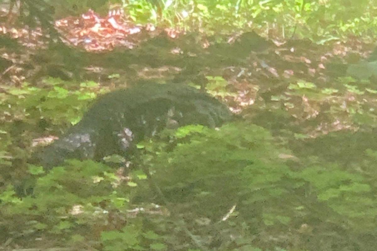 Reported 10-foot gator on loose in Washington was tegu lizard