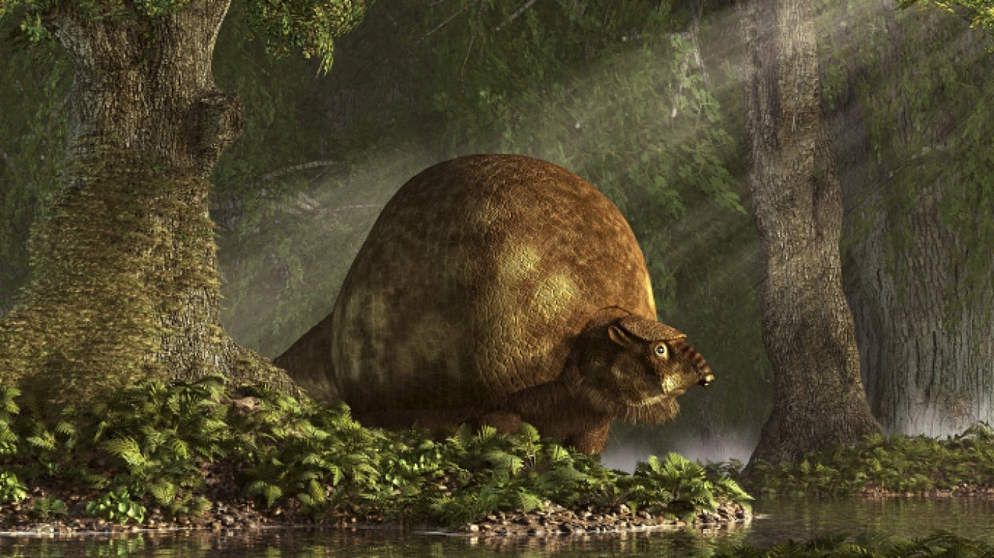 When did humans get to South America? This giant shelled mammal fossil may hold clues
