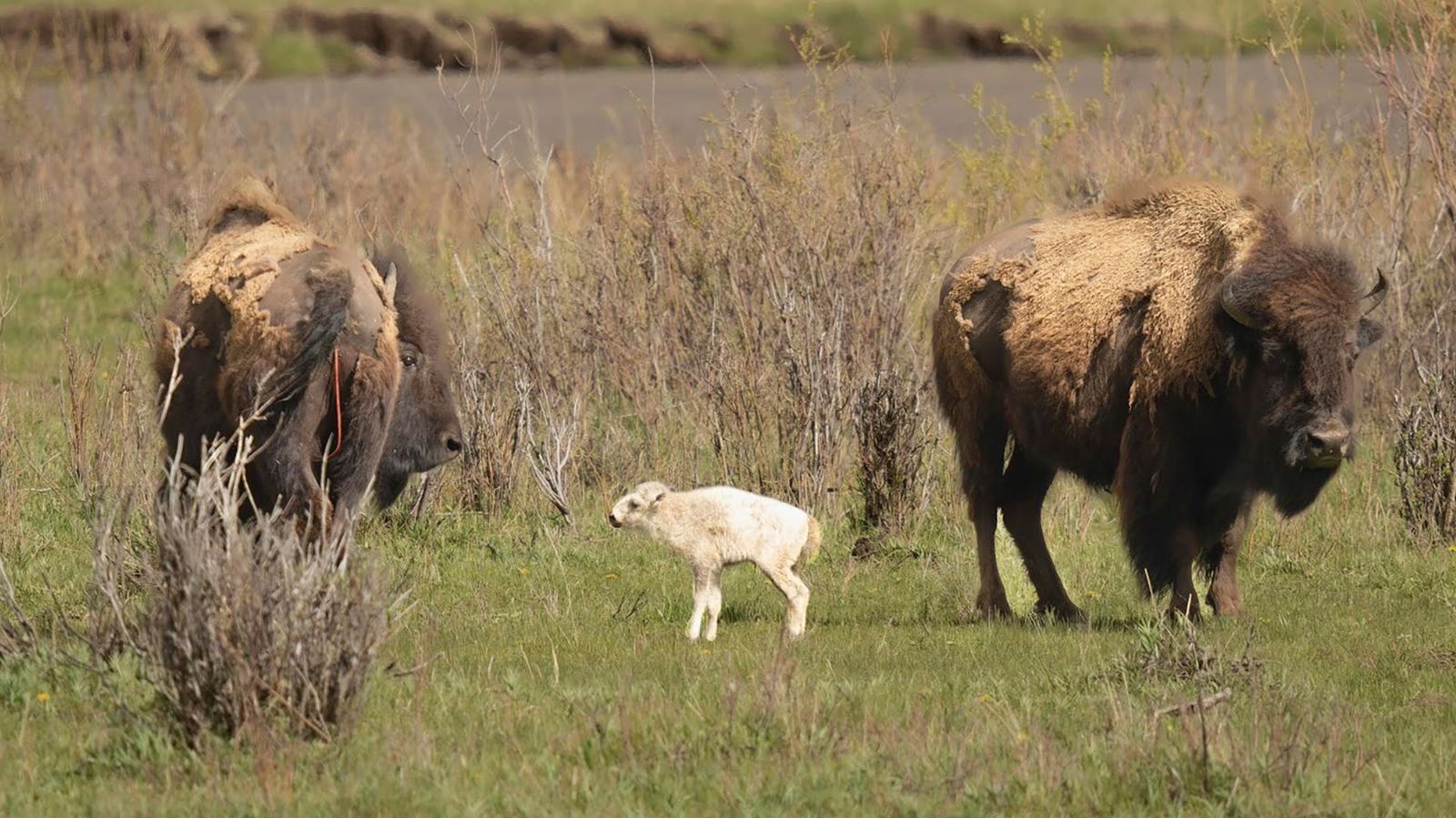 Rare White Buffalo Calf Celebrated By Native Americans Goes Unseen For Weeks, Yellowstone Says
