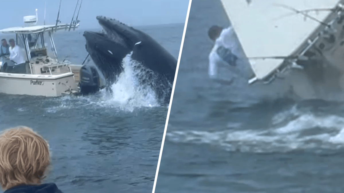 Whale hits boat in Portsmouth, NH: What boaters said