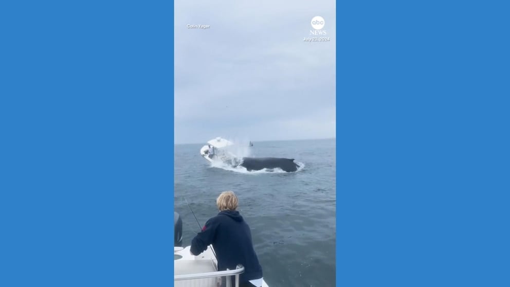 WATCH: Whale slams into boat off New Hampshire coast