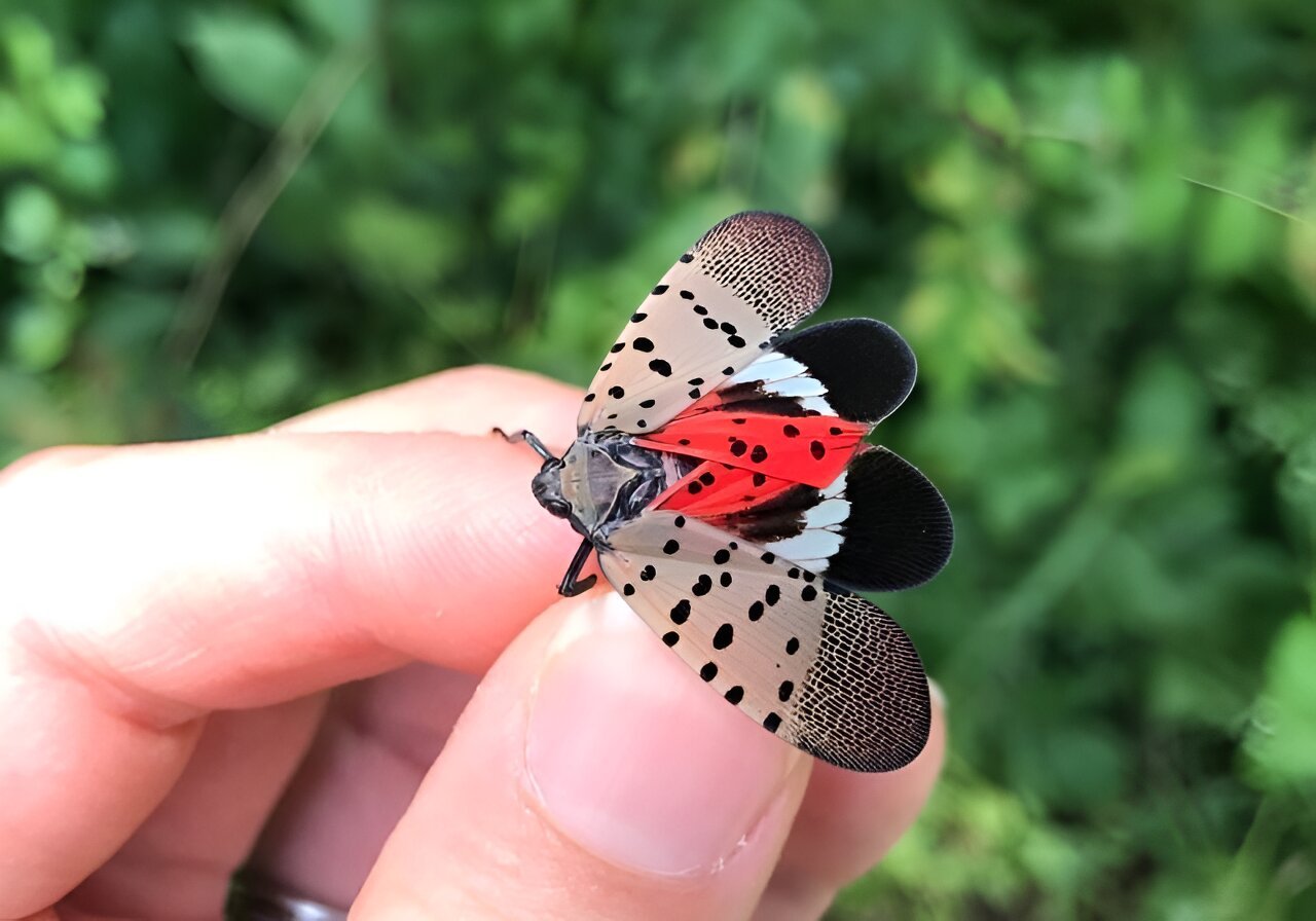 Now entering their adult phase, spotted lanternflies are headed into their invasive peak