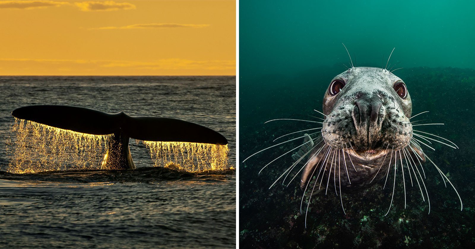 A Photographer’s Mission to Save the Ocean Begins With Powerful Images