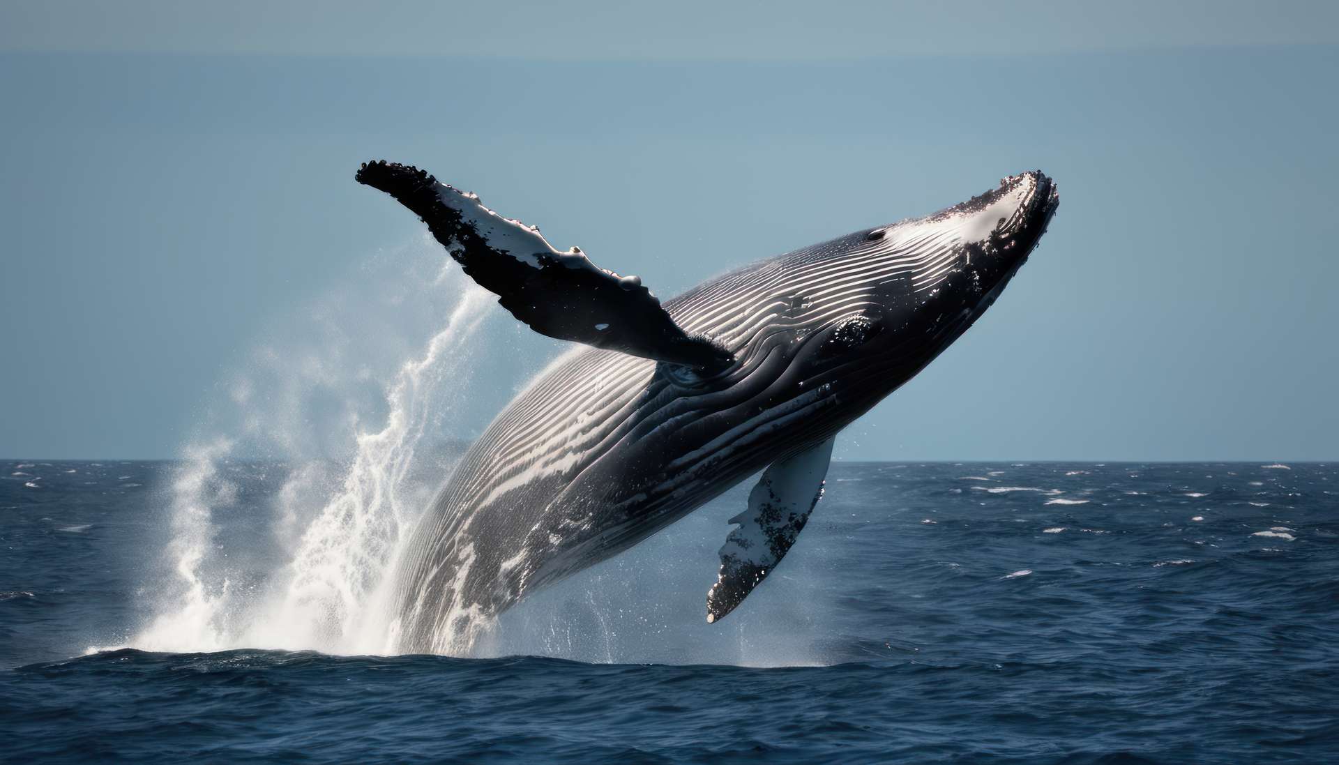 En vidéo, une baleine à bosse retourne un bateau au large du New Hampshire !