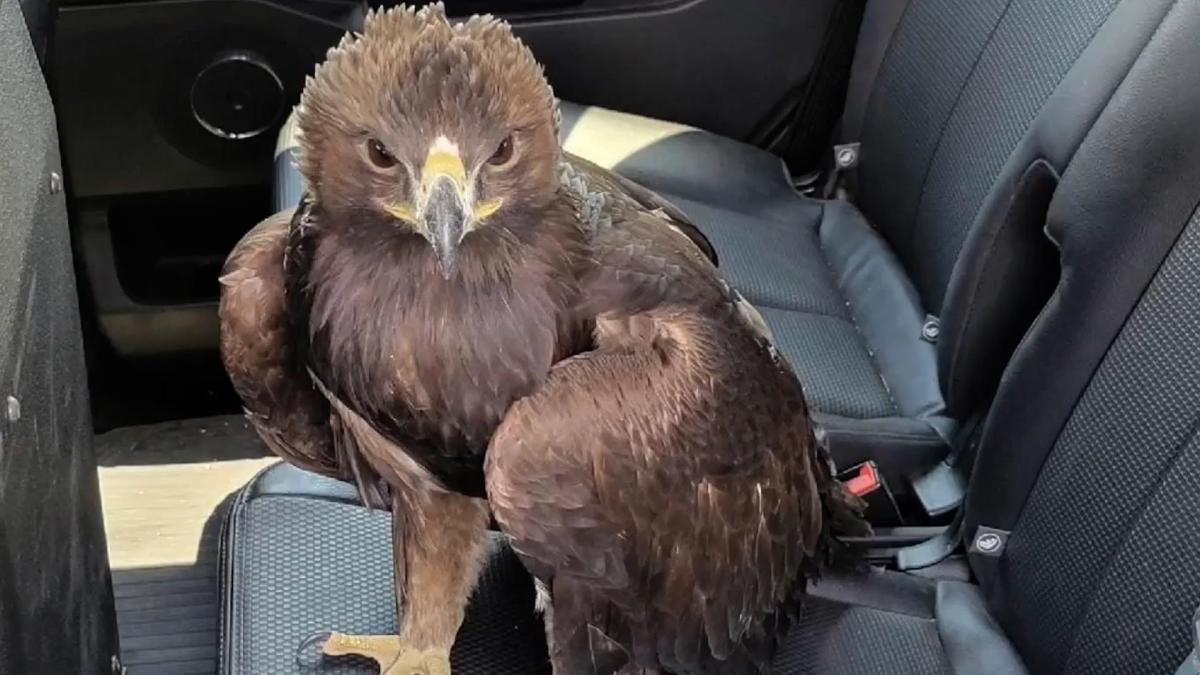 Eagle lands on Arizona police car seeking help in the heat. Watch the video