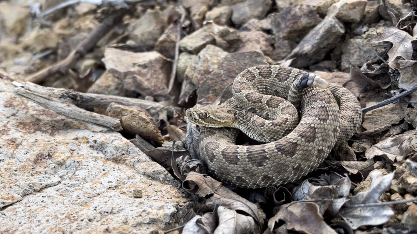 Watch a livestream of Colorado’s ‘mega den’ of pregnant rattlesnakes