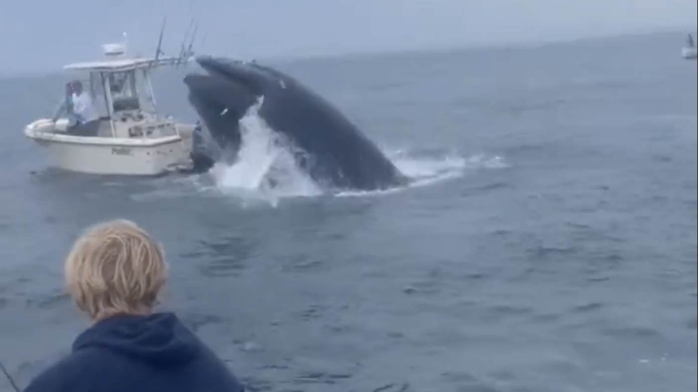 A breaching whale capsized a boat, tossing 2 people overboard off New Hampshire coast