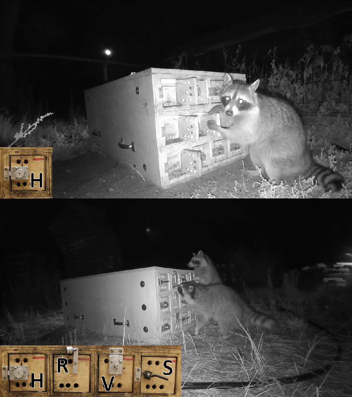 Wild raccoons are flexible learners, puzzle box study shows
