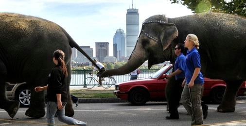 Mass. lawmakers vote to ban using exotic animals in circuses