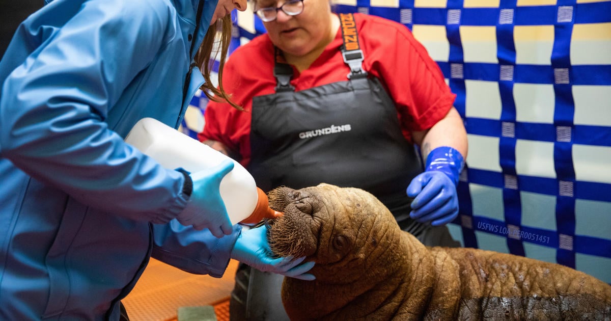 Orphaned baby walrus has "second chance at life" after rescue