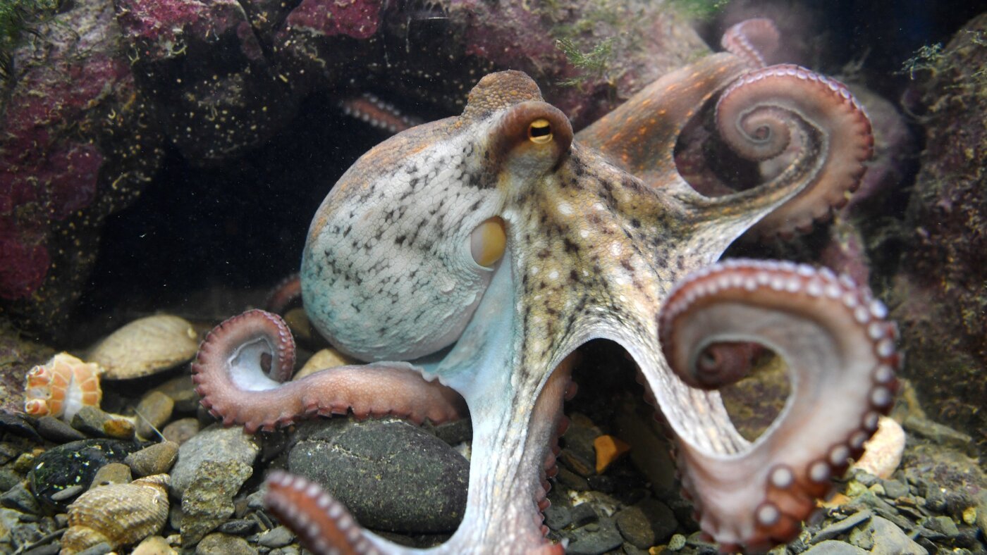 Octopus farming in the U.S. would be banned under a new bill in Congress