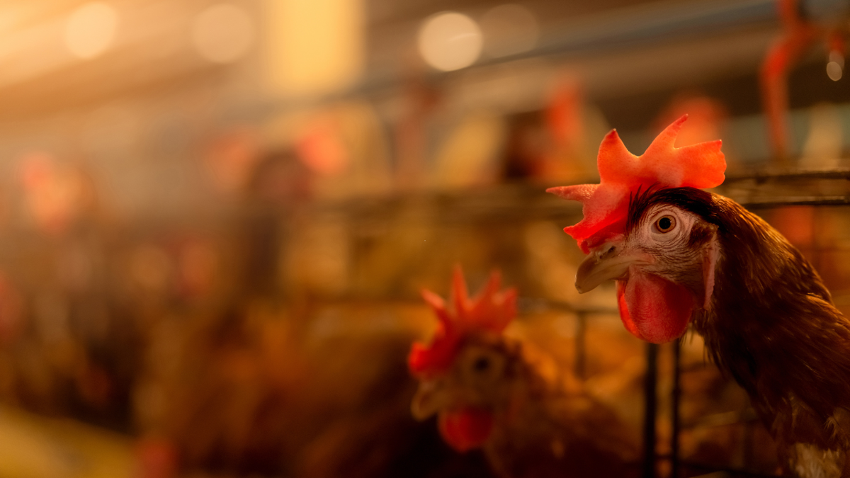 Colorado now home to the largest outbreak of human bird flu infections in U.S. history