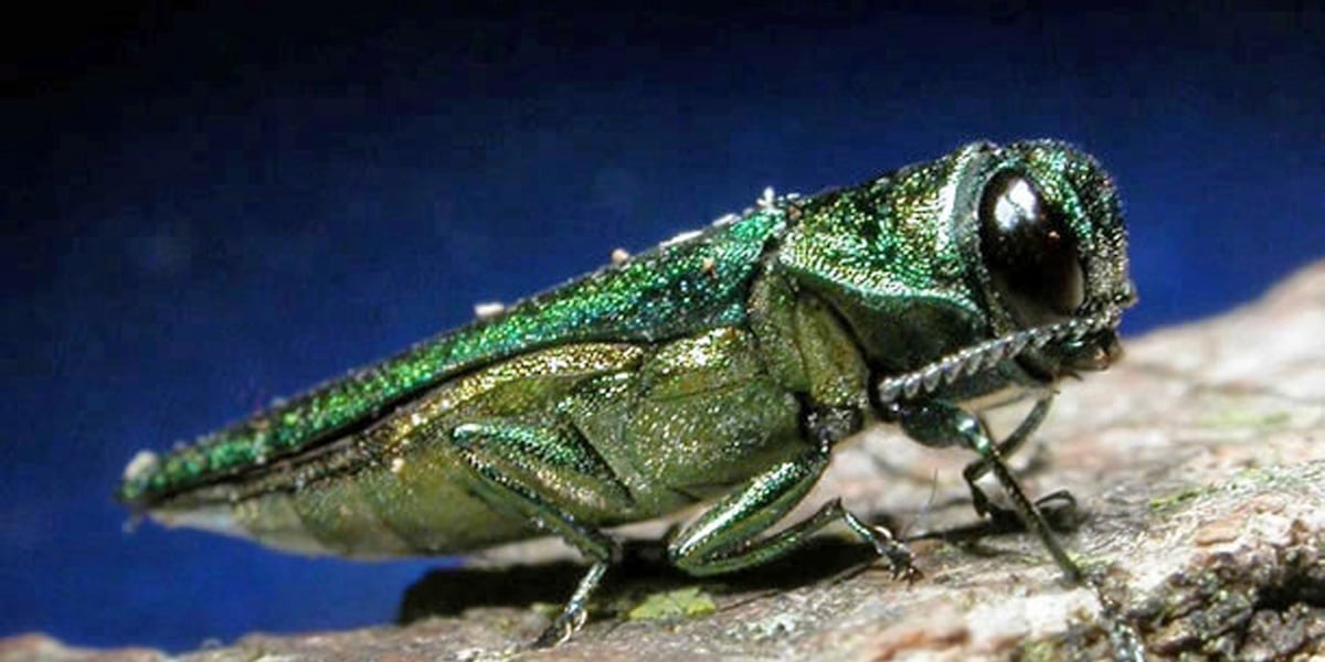 Wisconsin DNR says emerald ash borer find in Burnett County means beetle has spread across state