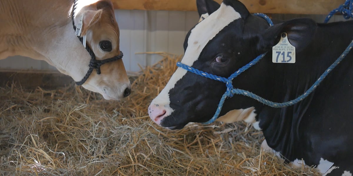 Eau Claire County Fair taking steps to prevent transmission of bird flu in dairy cows