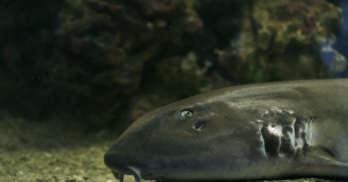 Während "Shark Week" - Hai verbeißt sich in Zoo-Mitarbeiter –Notfallhelfer müssen Tier einschläfern