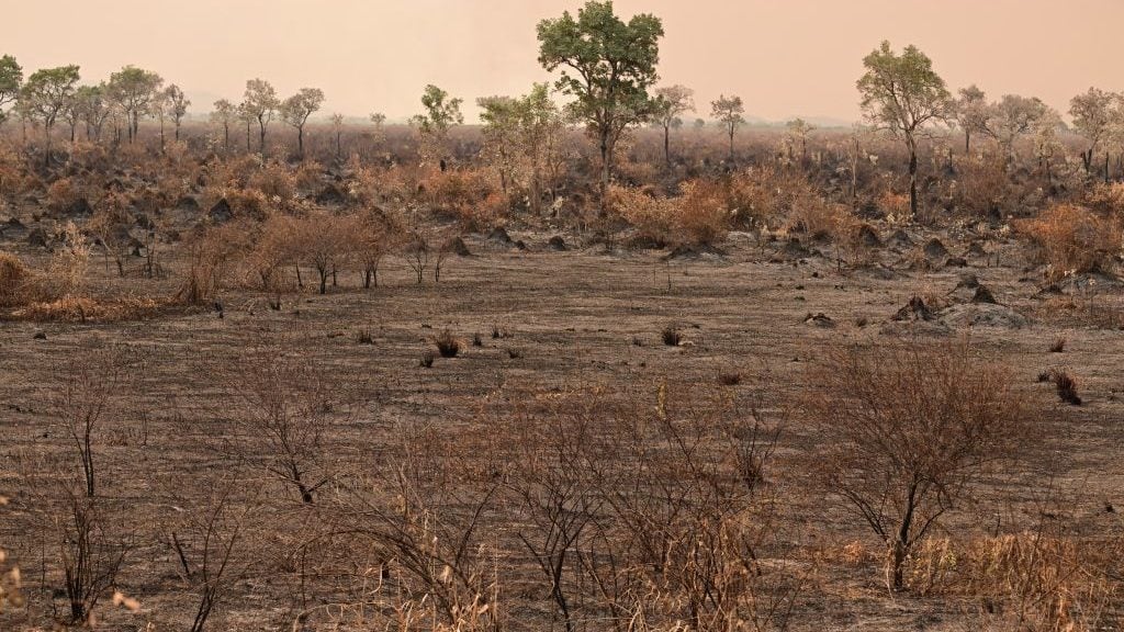 El Pantanal de Brasil, el humedal más grande del mundo, rompe récord de incendios en lo que va de 2024