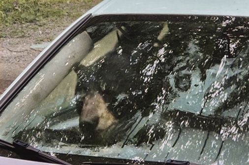 Black bear and cub destroy car in Conn. after getting trapped