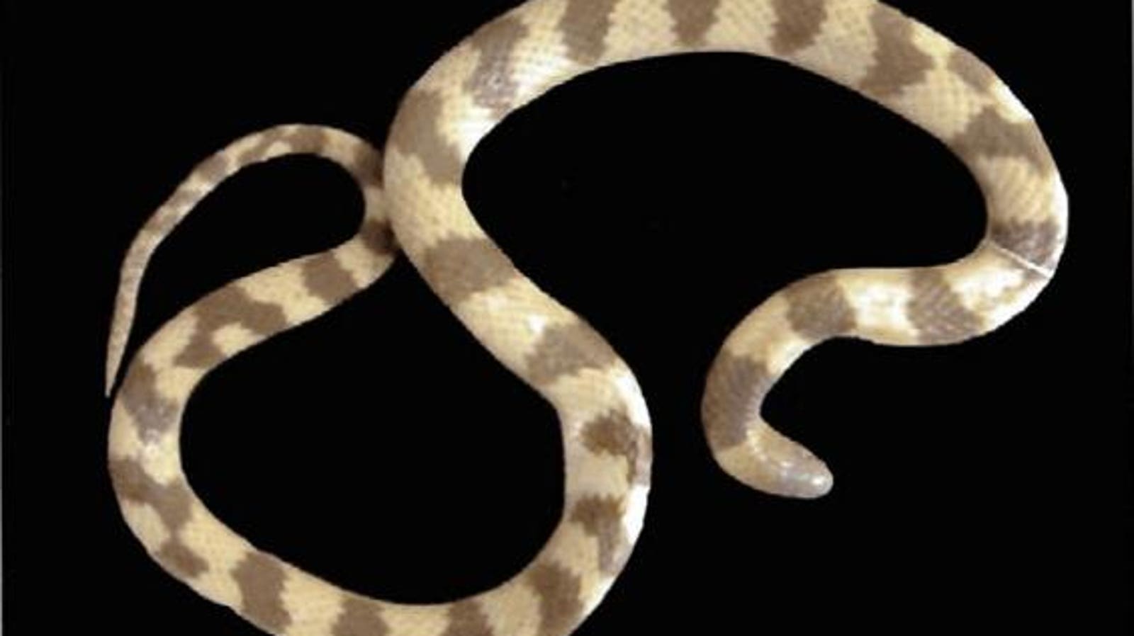 The World’s Rarest Snake Was Found ‘Inside’ Another Snake In 1932—And Never Seen Again