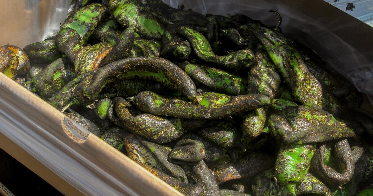 All about this Hatch chile season. Roasting spots, recipes