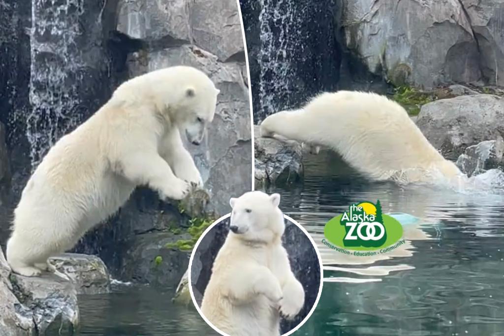 Hilarious diving polar bear goes viral for spreading Olympic spirit