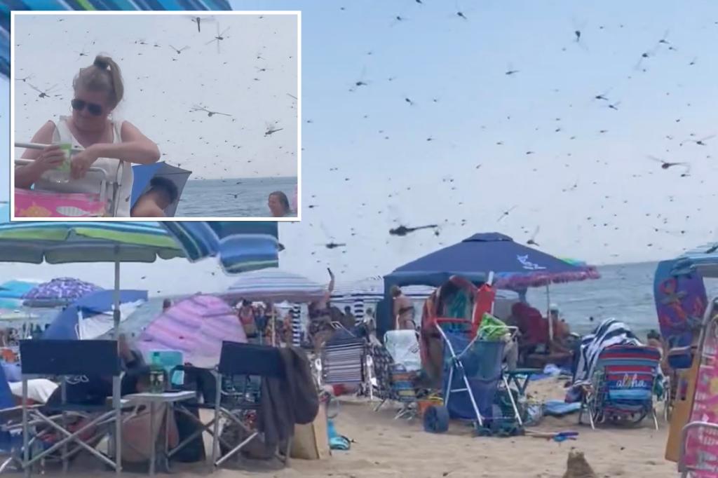 Supersized swarm of dragonflies overwhelms Rhode Island beach in creepy clip