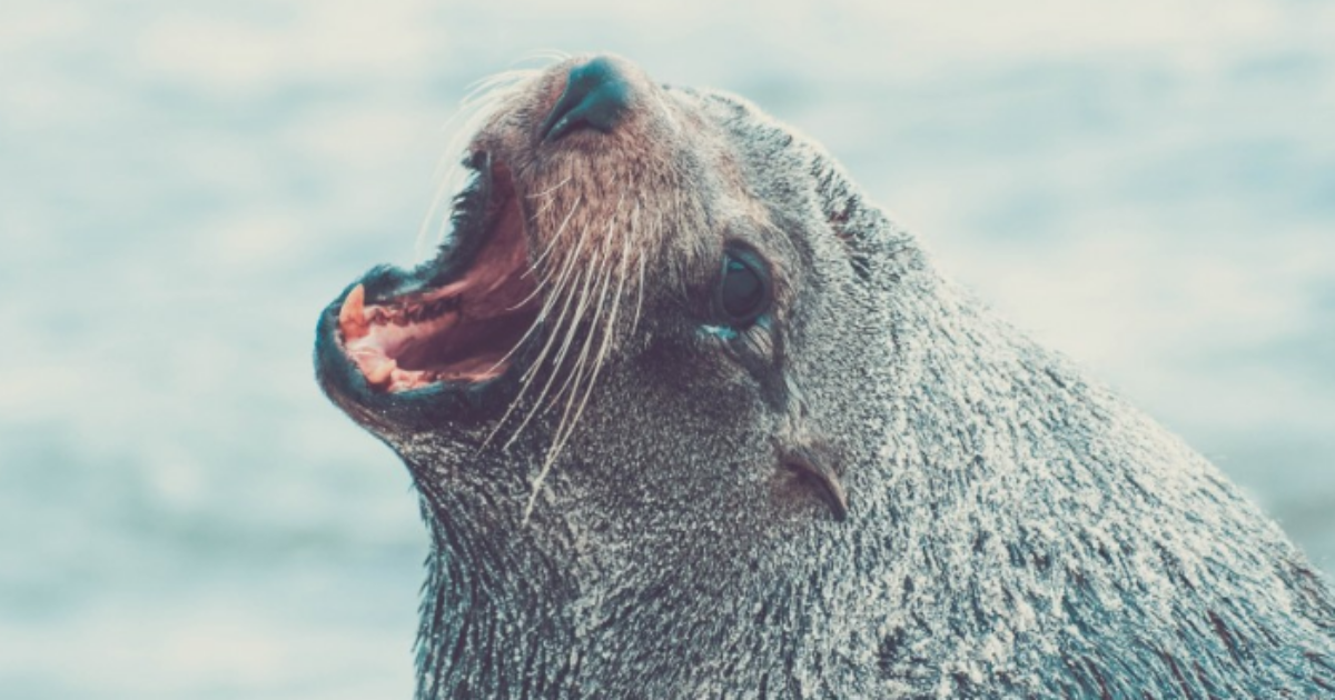 Morso da una foca durante una vacanza: ragazzino italiano sottoposto a profilassi anti-rabbia in provincia di Padova